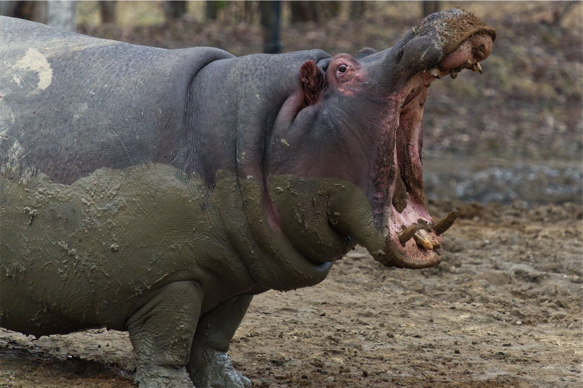 Hippo 2 0219